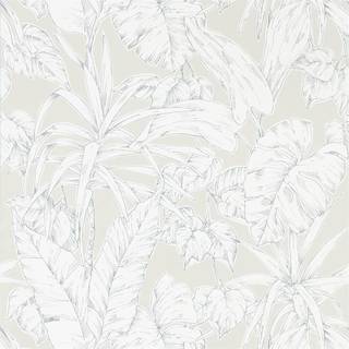 Parlour Palm - 112026