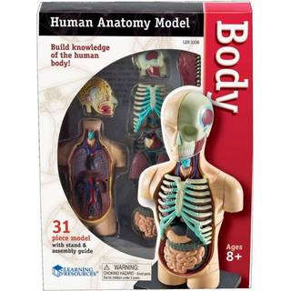 Anatomimodel - Torso