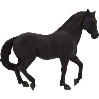 Mojo Andalusisk Hingst, Sort