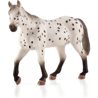 Mojo Appaloosa Hingst