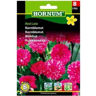 Rød Kornblomst - Red Lola kornblomstfrø