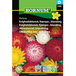 Evighedsblomst Kæmpe- Blanding. Blomsterfrø