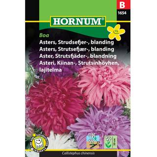 Strudsefjer Asters - Blanding - Blomsterfrø