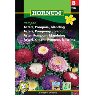 Asters frø - Pompon blanding