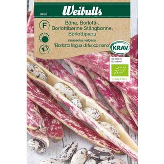 Borlotti Bønne frø (Phaseolus vulgaris 'Borlotti Lingua di Fuoco Nano') Økologisk