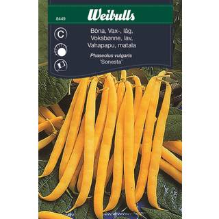 Voksbønne frø (Phaseolus vulgaris 'Sonesta')