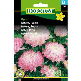 Pæon Asters Opus - Blomsterfrø - Robust og meget holdbar snitblomst