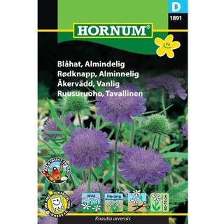 Blåhat Almindelig - Duftende blålilla blomster - Blomsterfrø