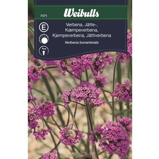 Blomsterfrø (Kæmpeverbena verbena bonariensis)