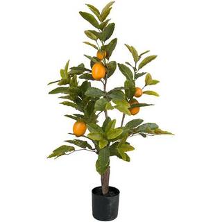 Mr Plant, Citrontræ 90 cm