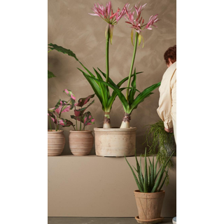 Mr Plant, Nerine Potteplante 125 cm Rosa