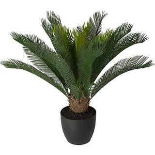 Mr Plant, Cycas Potteplante 70 cm
