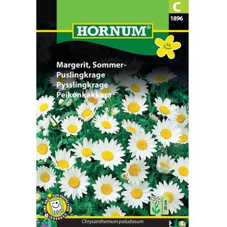 Margerit, Sommer- Blomsterfrø
