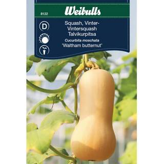Squash Vinter frø (Cucurbita moschata 'Waltham Butternut')