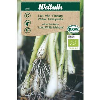 Økologisk forårsløg frø (Allium fistulosum 'Long White Ishikura')