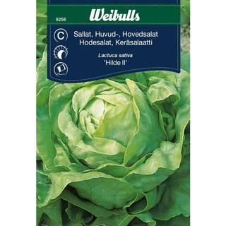 Salatfrø (Hovedsalat 'Hilde')
