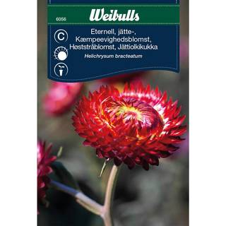 Kæmpe evighedsblomst frø (Helichrysum bracteatum 'Scarlet')