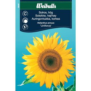 Blomsterfrø (Solsikke Høj helianthus annuus 'Uniflorus')