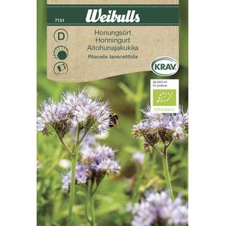 Honningurt frø (Phacelia tanacetifolia) Økologisk
