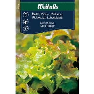 Salatfrø (Pluksalat 'Lollo Rossa')