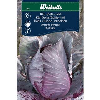Spidskål rød frø (Brassica oleracea 'Kalibos')