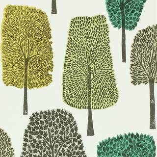 Cedar - NFIK111083