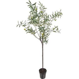 Mr Plant, Oliventræ 170 cm