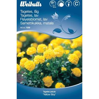Blomsterfrø (Tagetes Lav 'Yellow Boy')