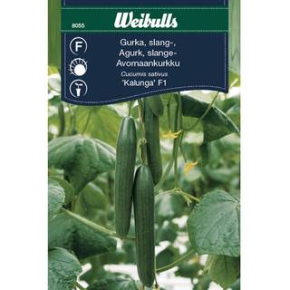 Agurk frø (Cucumis sativus 'Kalunga' F1)