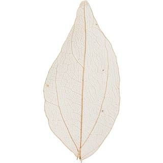 Skeletblade 4,5-8 cm - 20 stk. Naturlig Dekoration