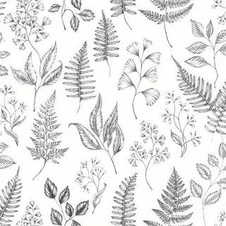 Betula - White