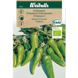 Chilipeber frø (Capsicum annuum 'Padron') Økologisk