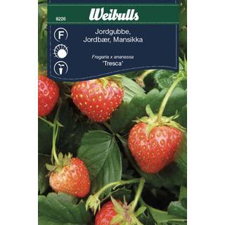 Jordbær frø (Fragaria x ananassa 'Tresca')*