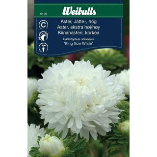 Blomsterfrø (Aster Høj callistephus chinensis 'King Size White')