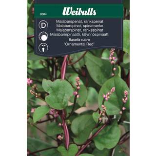 Spinatfrø (Spinat Basella rubra Malabar 'Ornamental Red')
