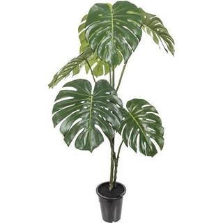 Mr Plant, Monstera 120 cm