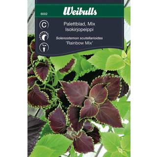 Blomsterfrø (Paletblad solenostemon scutellarioides 'Rainbow mix')