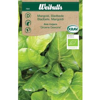 Bladbede (Mangold beta vulgaris 'Groene Gewone') Økologisk