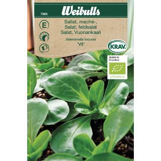Økologisk feldsalat frø (Valerianella locusta 'Vit')