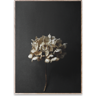 Paper Collective Still Life 04 Hydrangea plakat 30x40 cm