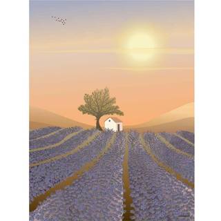Lavender Field - Plakat 30x40 cm fra ViSSEVASSE