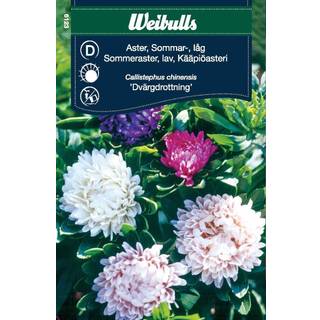 Blomsterfrø (Sommerasters Lav 'Dvärgdrottning')