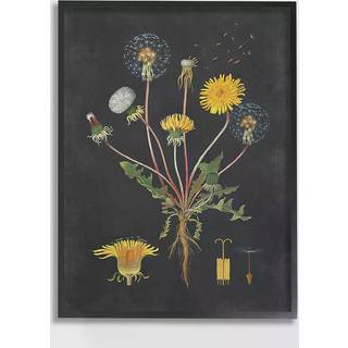 Stupell Industries Botanical Drawing Dandelion Design af kunstner bogstaver og foret vægkunst 16 x 20 sort indrammet