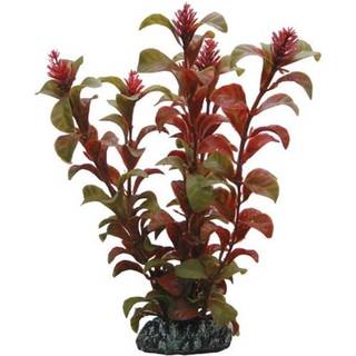 Dohse Rotala 16 cm