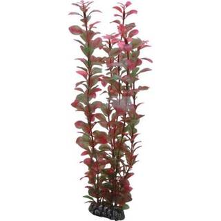 Dohse Ludwigia 34 cm