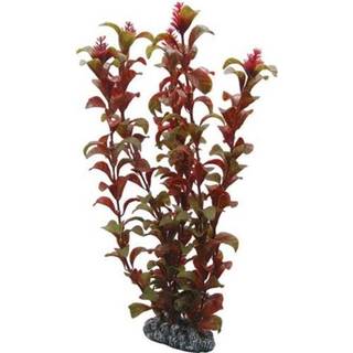 Dohse Rotala 30 cm
