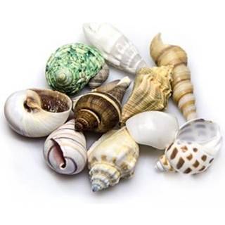 Dohse Sea Shells Set M 10 pcs.