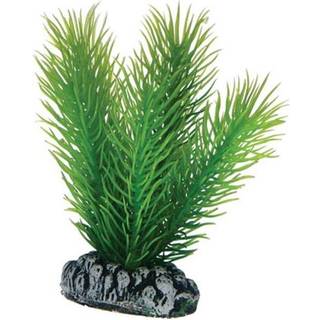 Dohse Mayaca 7 cm