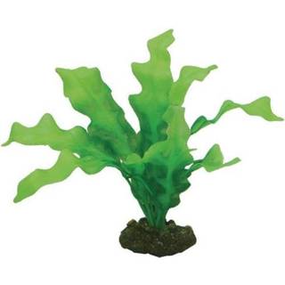 Dohse Echinodrus 20 cm