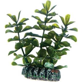 Dohse Bacopa 7 cm